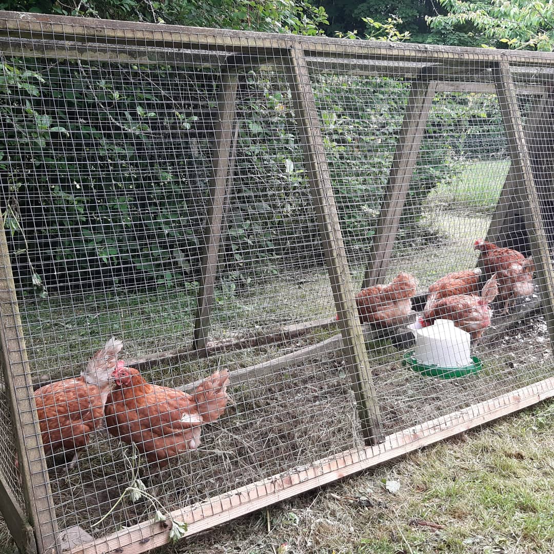 Cornish_Hol_Esc's tweet photo. Welcome to our new girls. Giving them the chance in a new country retreat, thanks to @BHWTOfficial. #helpinghens #rehominghens #cornwalllife https://t.co/N4s0vvHmtC