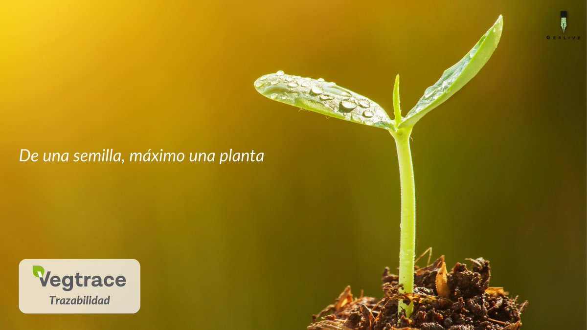 TraceVeg's tweet photo. El lugar donde todo comienza, la semilla…
¿Vas a jugártela al principio de todo?
#Vegtrace es el sistema de trazabilidad que garantiza al productor y al conjunto de la cadena la transparencia total desde la semilla.
Descubre más en 🌱 https://t.co/oFZDOObAQg🌱y contáctanos. https://t.co/o7fzPUBkUG