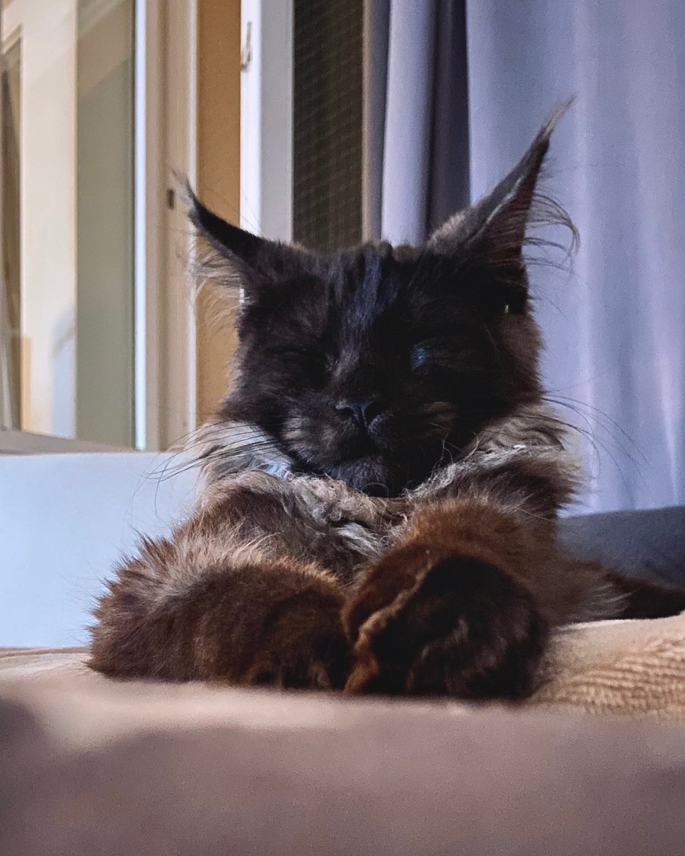 Shadow_WolfCat's tweet photo. 😌 
#ShadowTheWolfCat #WolfCat https://t.co/ofidyuWjNi