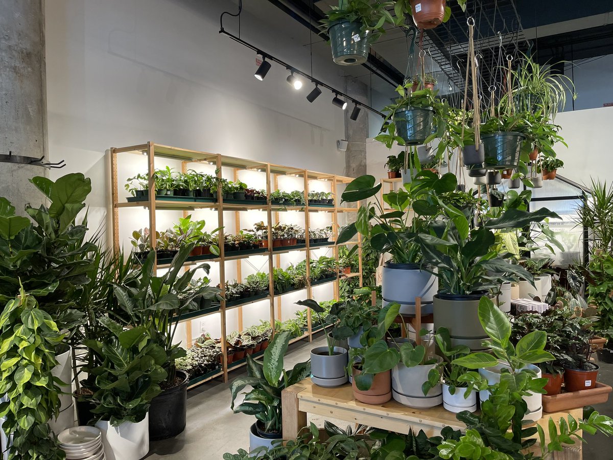 karbon 🐺🦊 tweet media