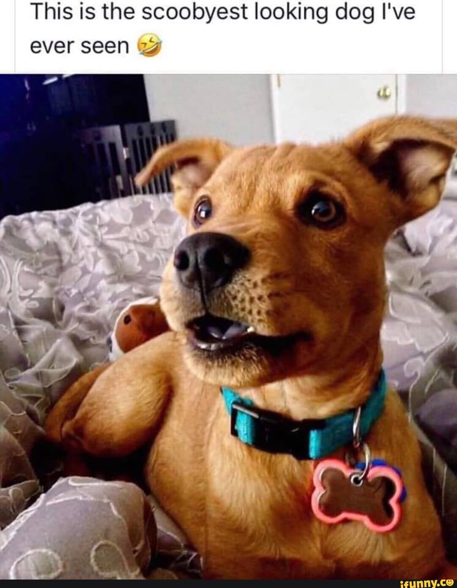 Spike19621's tweet photo. ☺☺☺☺cute 🐶🐵 https://t.co/ba9KSEhT8U