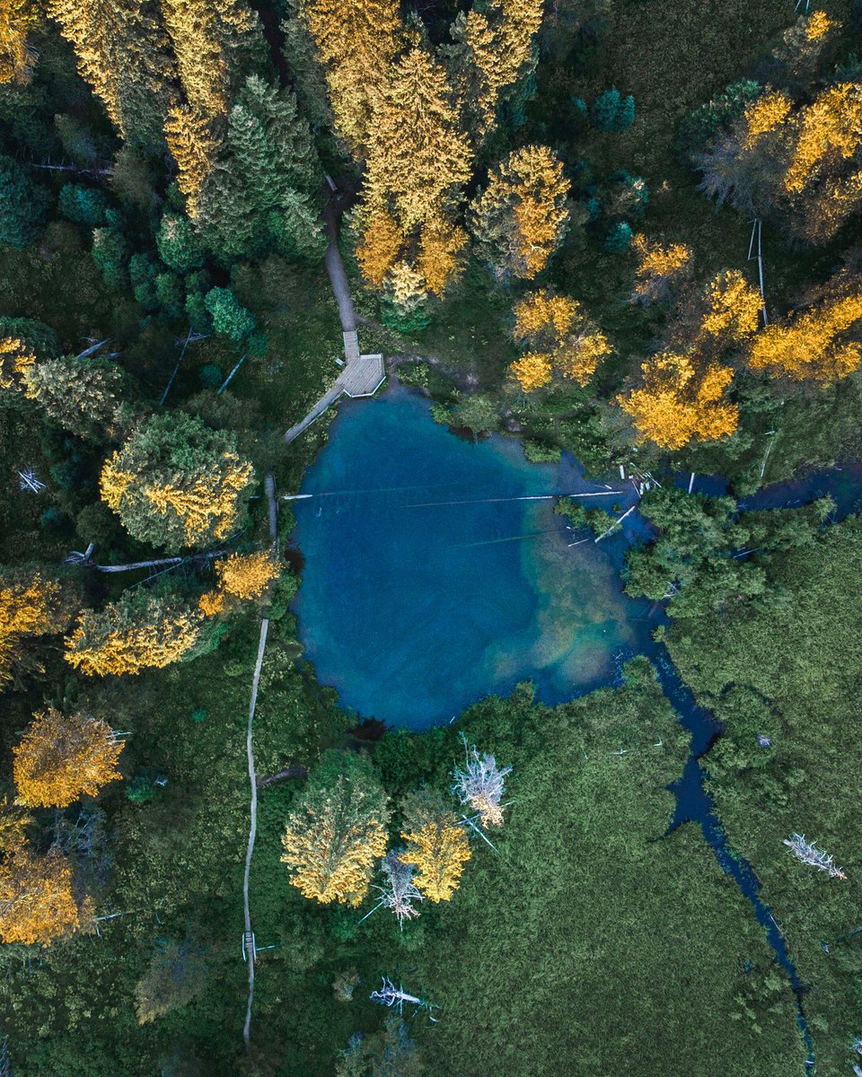 Somewhere in the forest