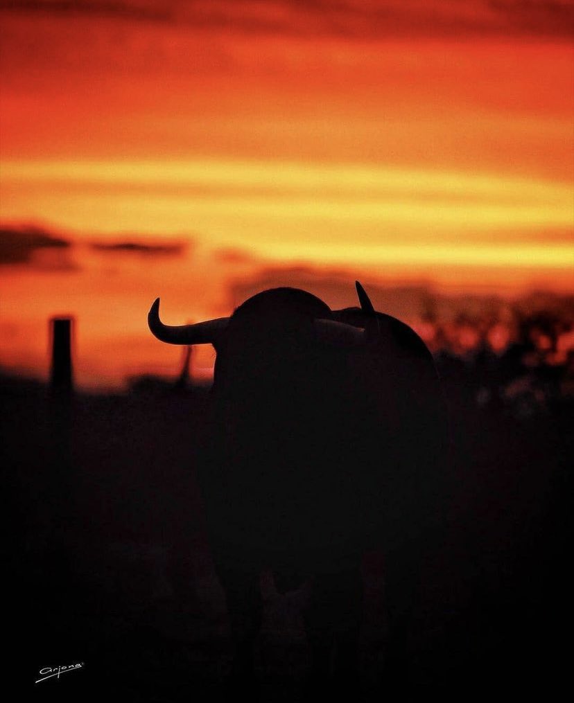 johnny_bigodes6's tweet photo. tweet para quem não gosta disto 🐂
não se explica sente-se❤️ https://t.co/hwz4st4CRj