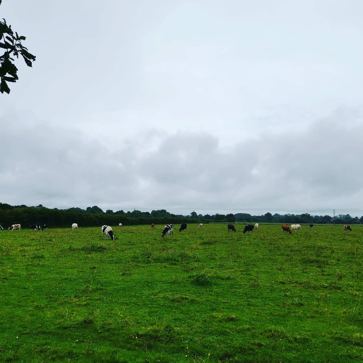 lazyperfection's tweet photo. A wet walk around Mere featuring churches, chapels and cows! #mere #visitmere #wiltshire #walking #exercise #sundaystroll #merechurch #churchyard #church #chapel #yew #lovewhereyoulive #cowsinthefield #cows @VisitWiltshire https://t.co/s99pTIkYdY