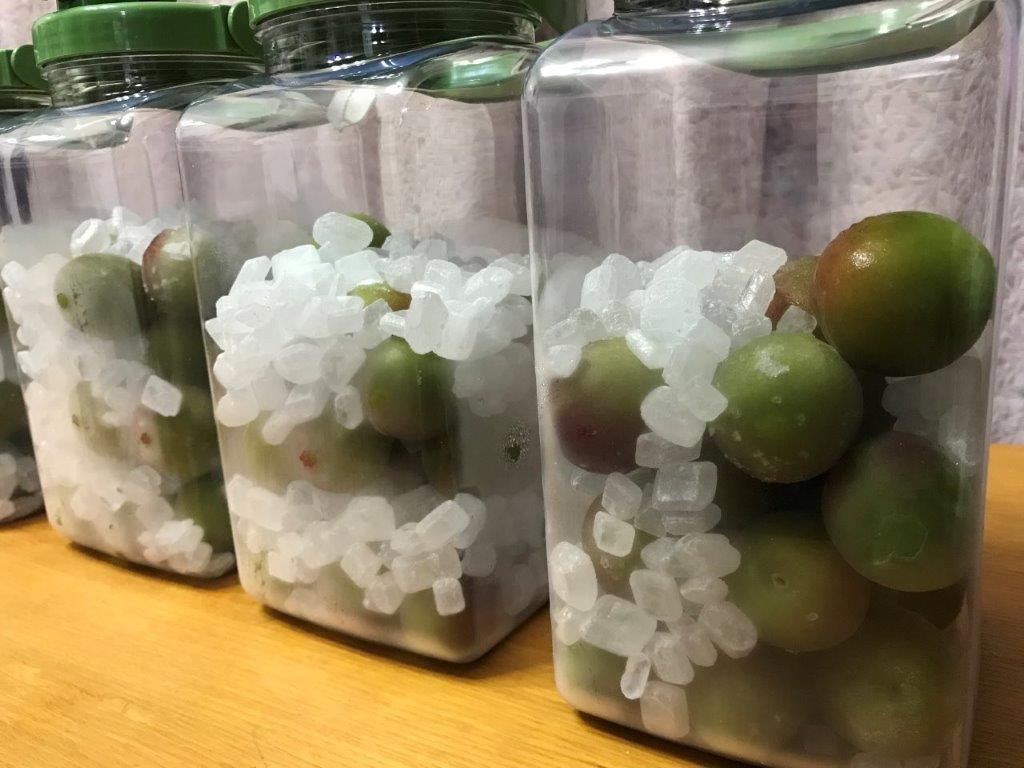 furusatokoshien's tweet photo. 春の開花シーズンを終え、収穫シーズンの最終版を迎えた全国各地の梅

梅シロップ、梅干し、梅酒など日本の食卓には欠かせない全国の絶品「梅」を紹介

思わずよだれが出るかも！全国の梅産地3選
https://t.co/ENU4msGKnp

＃梅酒　＃紅映梅　＃若狭　＃西田梅林　＃安中　＃群馬　＃南高梅　#和歌山 https://t.co/9aqDuoUtUv