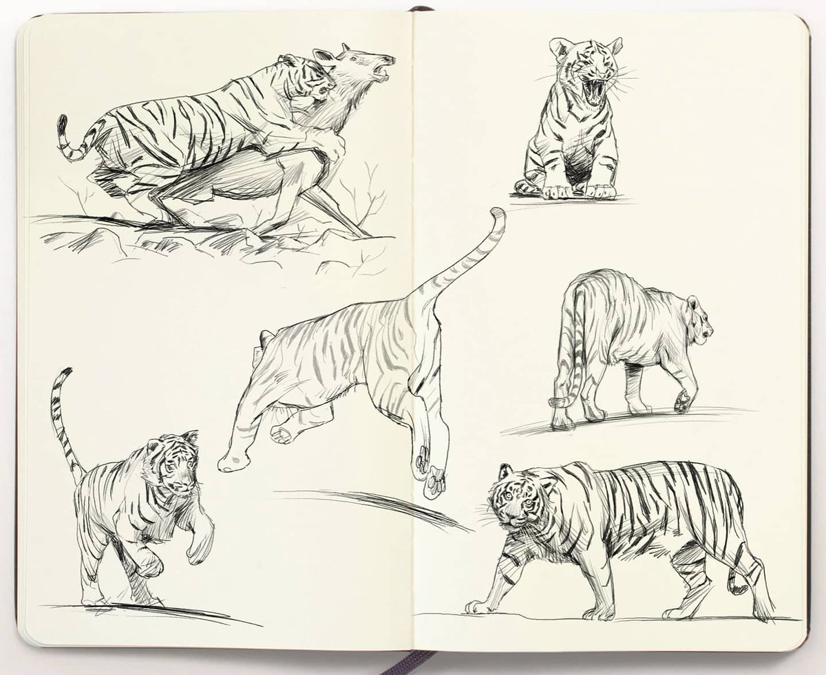 Does Twitter like tigers? 