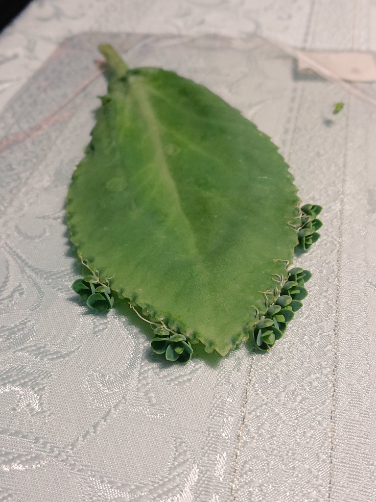 石井ゆかり コーヒー好き 117karin117 Twitter