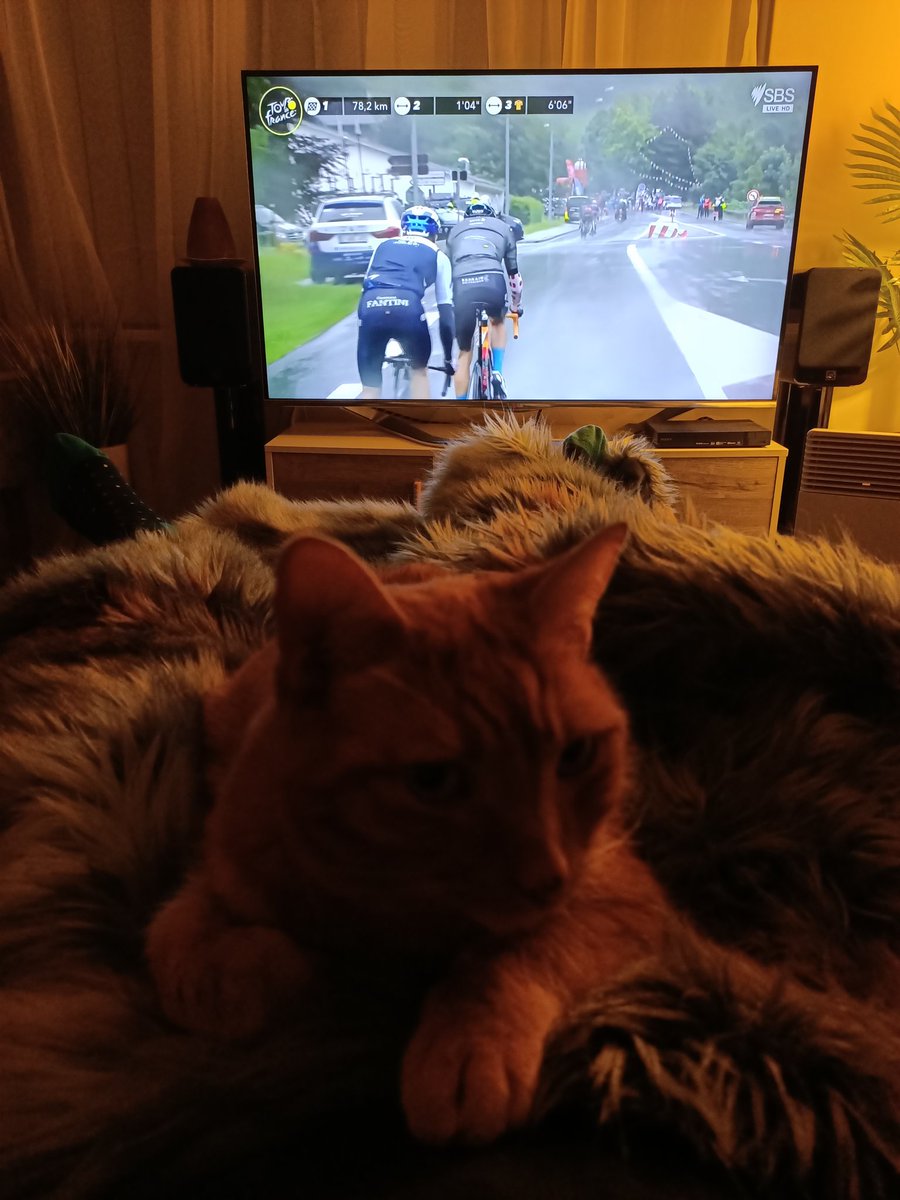Super____Sam's tweet image. Ollie relaxing on my lap whilst watching the TdF.
#couchpeloton #sbstdf #sbscycling