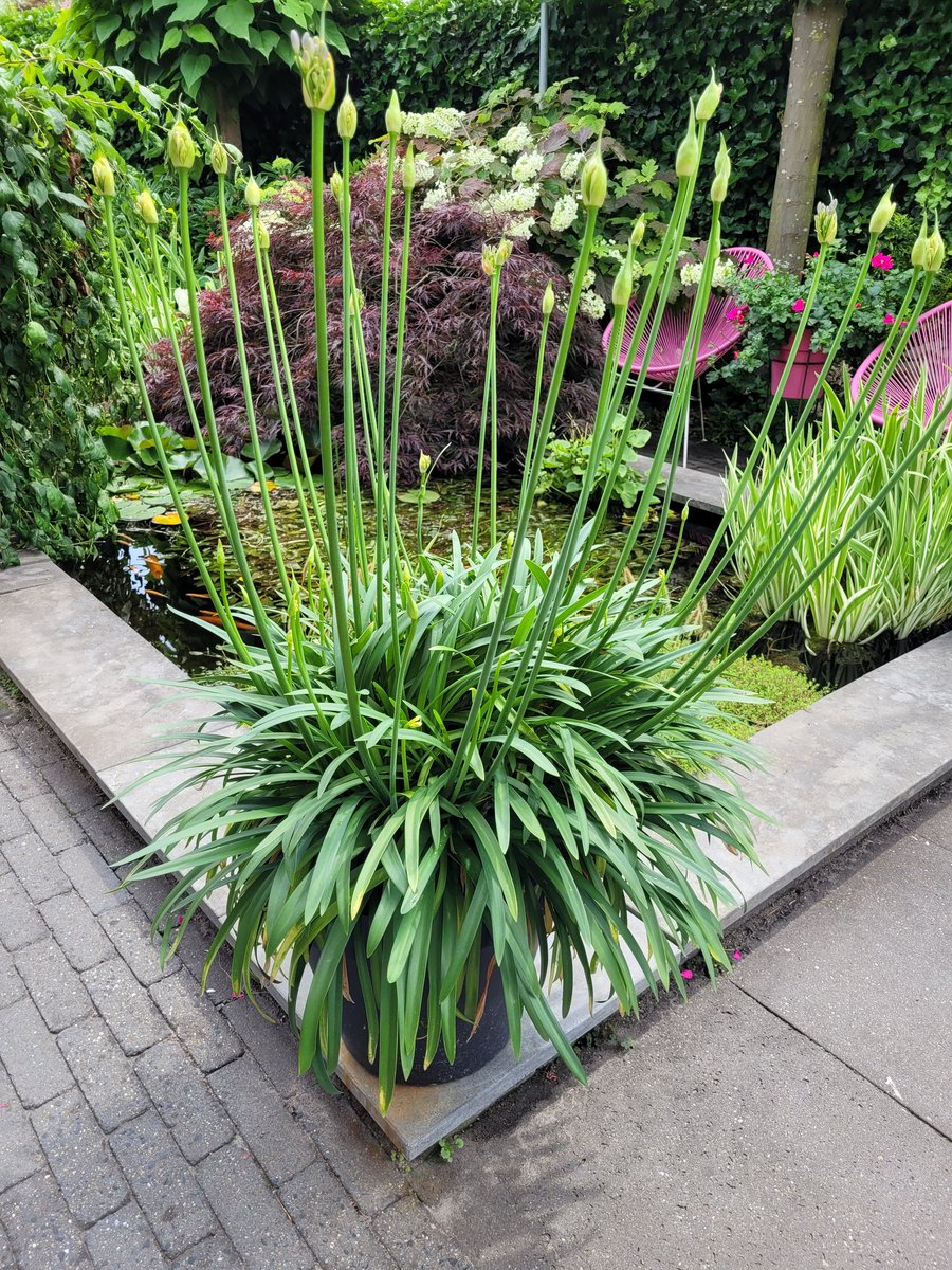 TVilsteren's tweet photo. #agapanthus bijna in bloie https://t.co/C3IOUCq36t