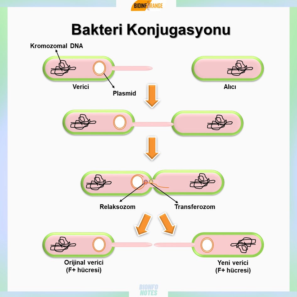bioinforange's tweet photo. Bakteri konjugasyonu hakkında bir #bioinfonotes paylaşılmıştır. #bakteri #bacterium #plasmid #konjugasyon #pilus #relaksozom #transferozom #bilimlekalalım https://t.co/xBlfQCCY59