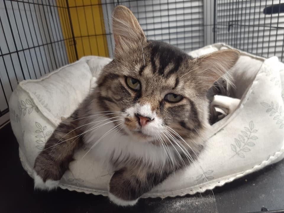 Montreal Animal Rescue Network- no kill 🐈 shelter tweet media