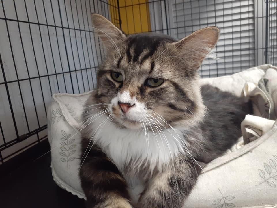Montreal Animal Rescue Network- no kill 🐈 shelter tweet media