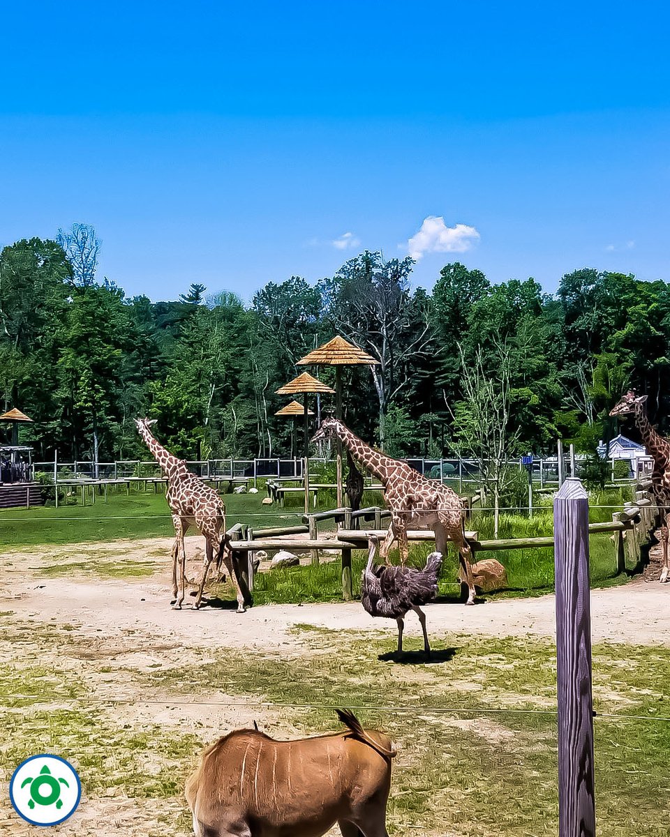 Turtle Back Zoo Turtlebackzoo Twitter