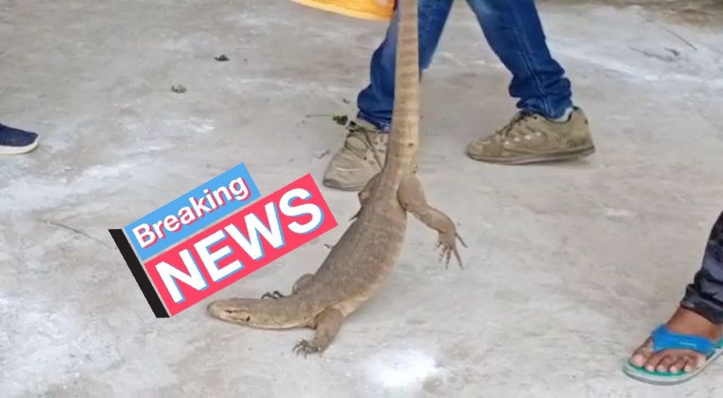 BharuchNews's tweet photo. #BREAKING
Due to #rainy season In a single day today 3 #snakes & 10 #monitor_lizards detained by nature protection charitable trust from sabhu diary surrounding areas of #Bharuch city.
@BharuchNews
#animals https://t.co/emfTENfDOm