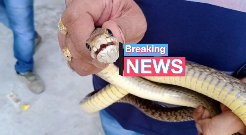 BharuchNews's tweet photo. #BREAKING
Due to #rainy season In a single day today 3 #snakes & 10 #monitor_lizards detained by nature protection charitable trust from sabhu diary surrounding areas of #Bharuch city.
@BharuchNews
#animals https://t.co/emfTENfDOm