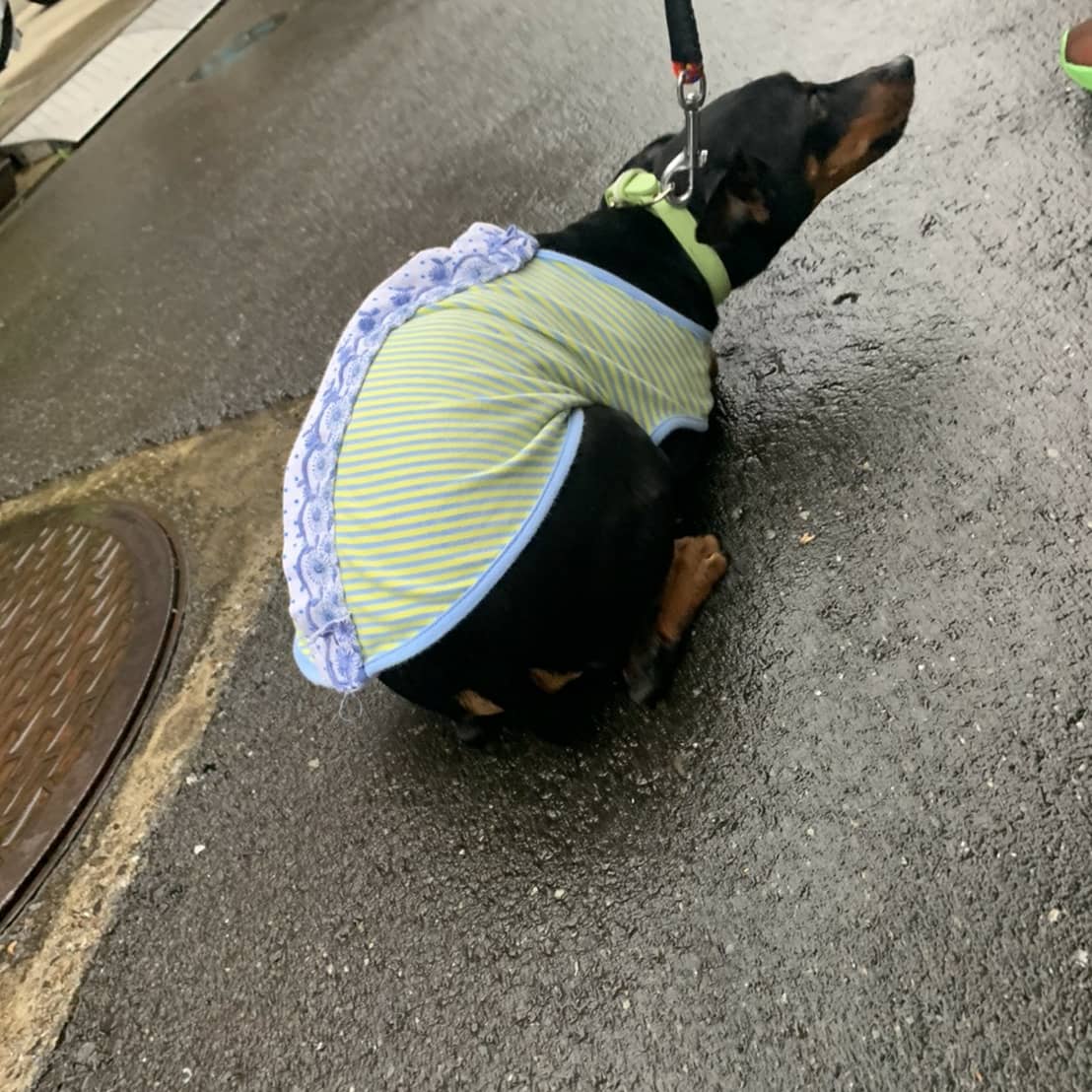 みみずのちか Mimizu16chika Twitter