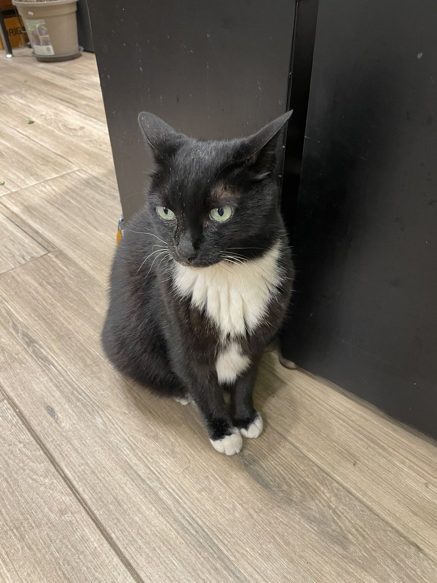 patricialau1213's tweet photo. 「いらっしゃいませ」🦁
“Welcome to my shop” 🦁
#花屋 #店長さん #猫写真 #猫店長 #ネコ #ねこ好き #ねこ写真 #cat #catmanager #catphotography
#flowershop #manager https://t.co/pxbjmlPlgz