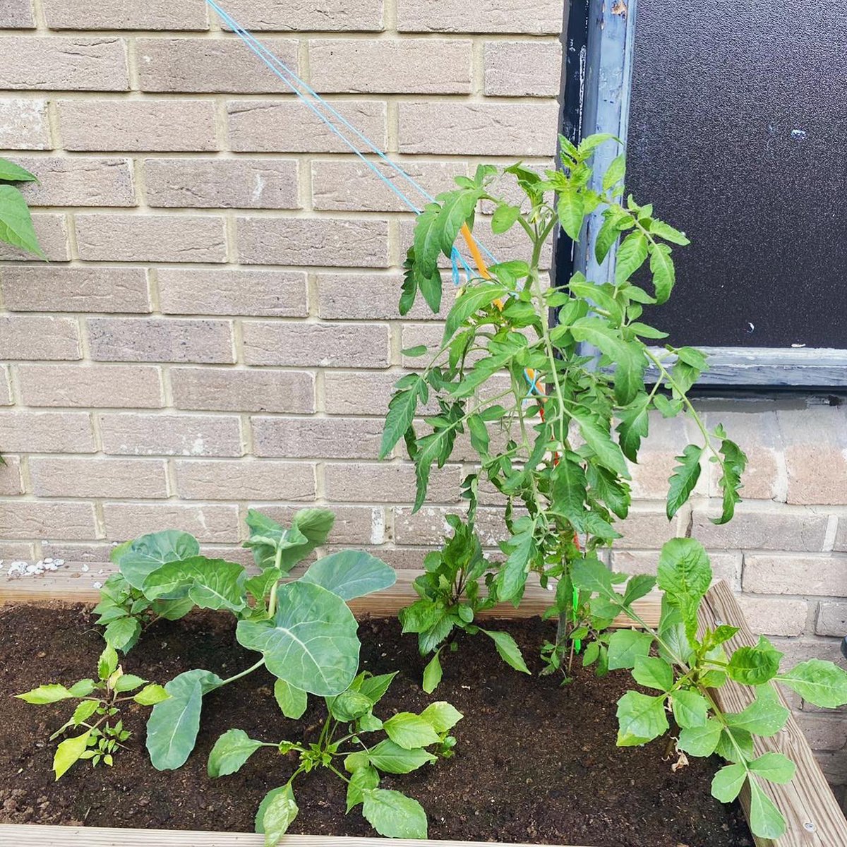 Ward L30 tweet media