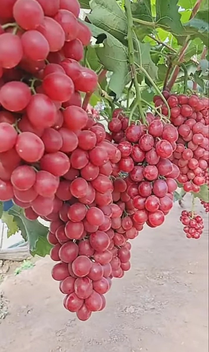 raslyn2020's tweet photo. 🍇🍇❤ https://t.co/QUY8Ojxd44