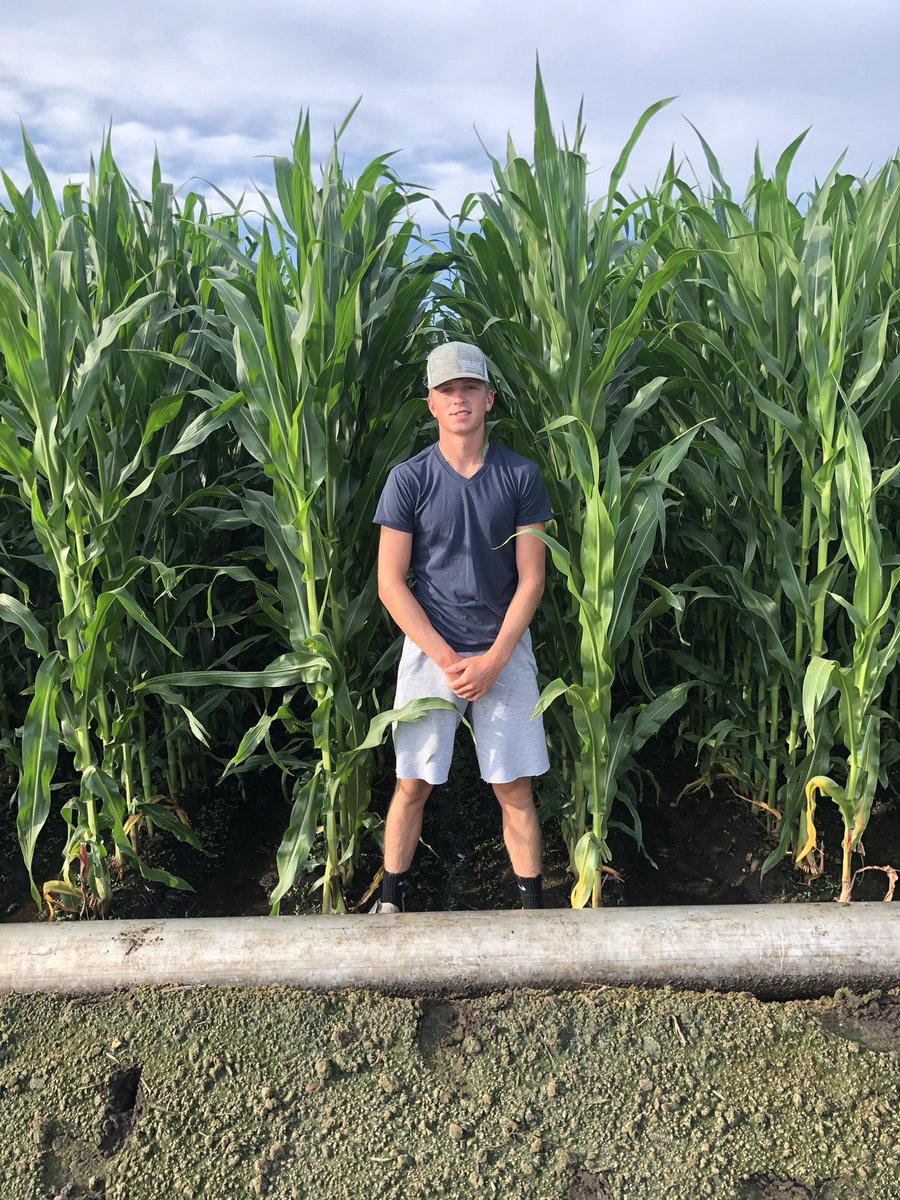 John Widdowson (@johnrancher1) on Twitter photo Happy Independence Day from Central NE. It’s not tasseled by the 4th but a 🇺🇸flag leaf away. The new white corn P1120 <a href="/PioneerSeeds/">Pioneer Seeds U.S.</a> @CortevaUSA <a href="/impact_ag_Todd/">Todd Travis</a> <a href="/Mavwiddowson23/">Maverick Widdowson</a> #pioneerseed Happy Independence Day from Central NE. It’s not tasseled by the 4th but a 🇺🇸flag leaf away. The new white corn P1120 <a href="/PioneerSeeds/">Pioneer Seeds U.S.</a> @CortevaUSA <a href="/impact_ag_Todd/">Todd Travis</a> <a href="/Mavwiddowson23/">Maverick Widdowson</a> #pioneerseed
