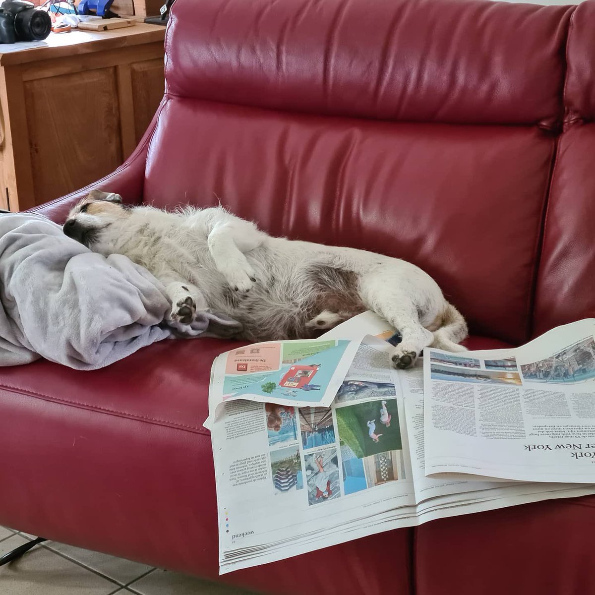 DominiqueBaert2's tweet photo. Reading the newspaper can be so exhausting #destandaard #jackrussel #lovemydog @DusauchoitChris https://t.co/k9Pkh763Ba