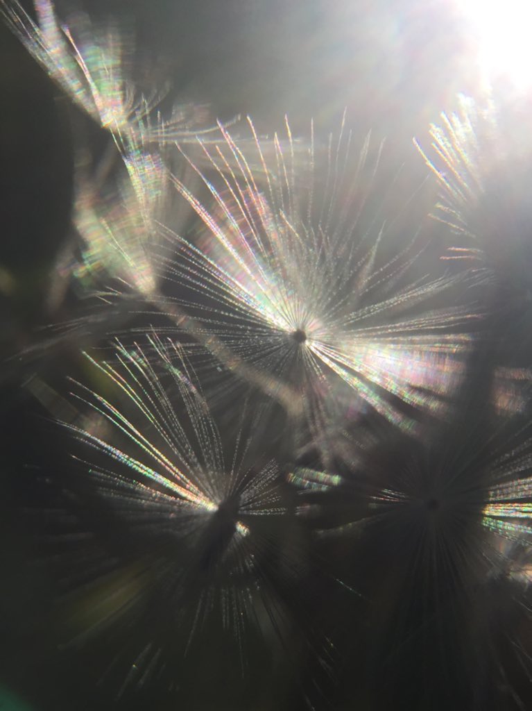 christie tweet media