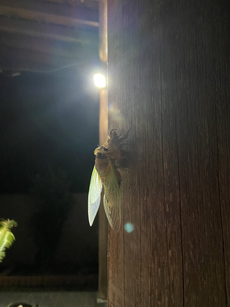 aodonkey's tweet image. はじめてみた