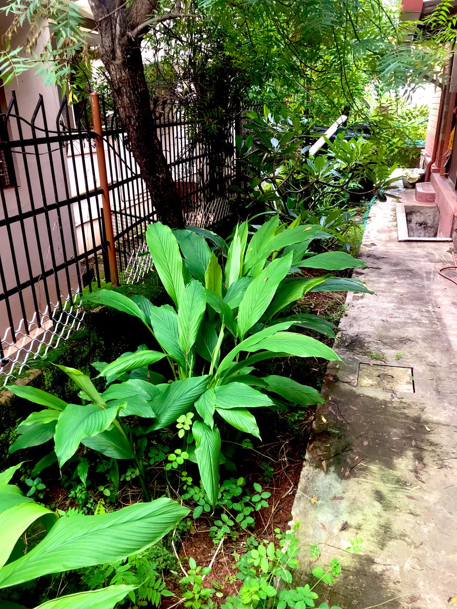 maroorpandu's tweet image. Patholi…. Made with home grown haldi leaves 😋😋😋
#AmchiFood #GSBCuisine #JibbeRuchi #TUA