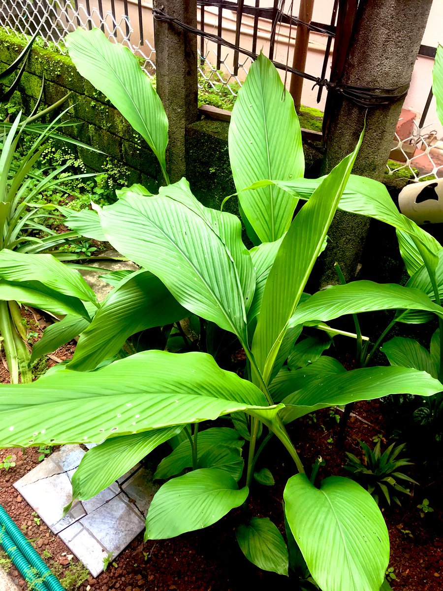 maroorpandu's tweet image. Patholi…. Made with home grown haldi leaves 😋😋😋
#AmchiFood #GSBCuisine #JibbeRuchi #TUA