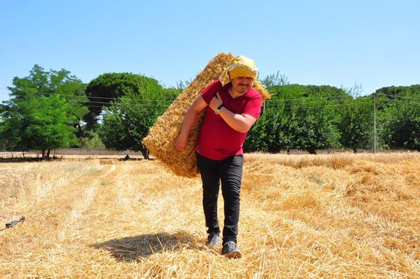 avmbalci's tweet photo. Manisa’da ilk ve ortaokul müdürü Yakup Ateş, okula ait 8 dönümlük araziyi buğday ekerek değerlendirdi. Hasat ettiği buğdaylardan elde ettiği geliri ise okulun bakım ve onarımının yanı sıra maddi durumu iyi olmayan öğrencileri için kullandı. https://t.co/lQcg5dNHIC