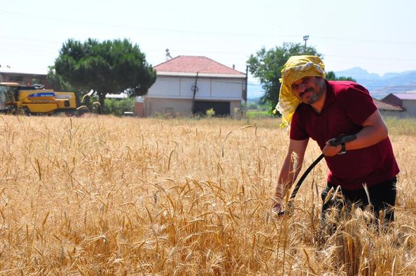 avmbalci's tweet photo. Manisa’da ilk ve ortaokul müdürü Yakup Ateş, okula ait 8 dönümlük araziyi buğday ekerek değerlendirdi. Hasat ettiği buğdaylardan elde ettiği geliri ise okulun bakım ve onarımının yanı sıra maddi durumu iyi olmayan öğrencileri için kullandı. https://t.co/lQcg5dNHIC