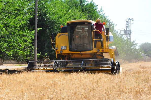 avmbalci's tweet photo. Manisa’da ilk ve ortaokul müdürü Yakup Ateş, okula ait 8 dönümlük araziyi buğday ekerek değerlendirdi. Hasat ettiği buğdaylardan elde ettiği geliri ise okulun bakım ve onarımının yanı sıra maddi durumu iyi olmayan öğrencileri için kullandı. https://t.co/lQcg5dNHIC