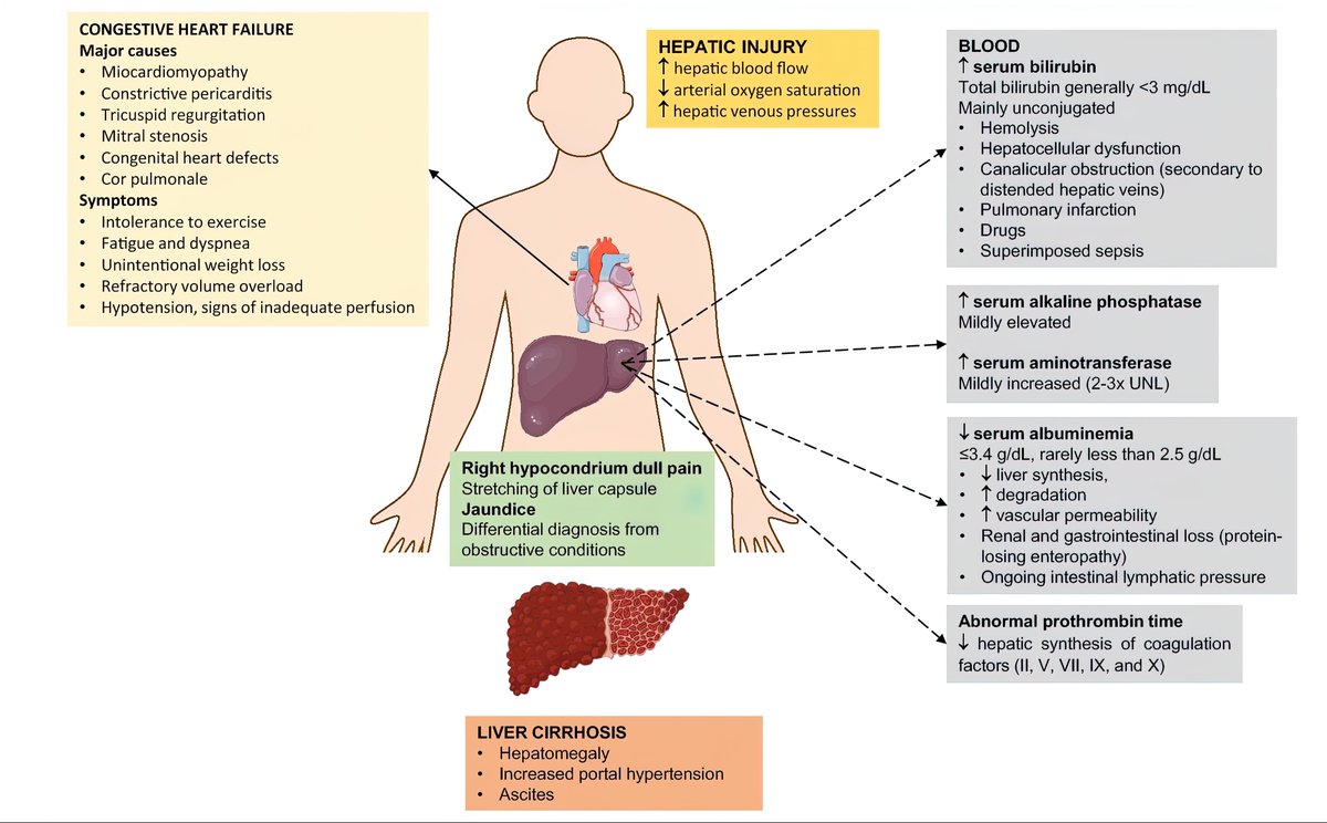 Болит справа живота у женщины. Животик болит. У женщины болит живот. Урчание живота у женщины. Боль в животе у женщин.