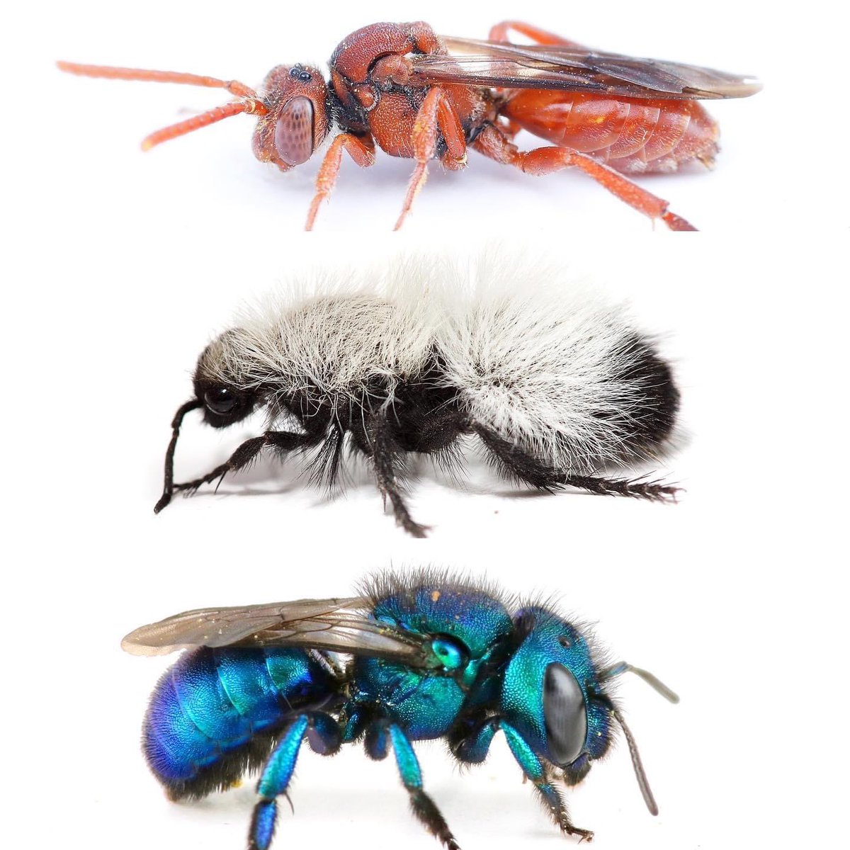 The Bees In Your Backyard Beesbackyard Twitter