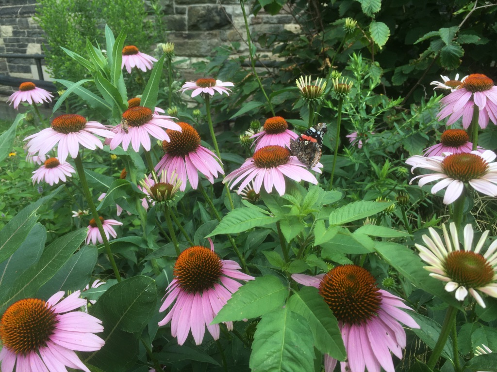 We are back to live streaming worship this Sunday! Please join us on YouTube at 10:30am, youtu.be/DrAzZzD9tgA.