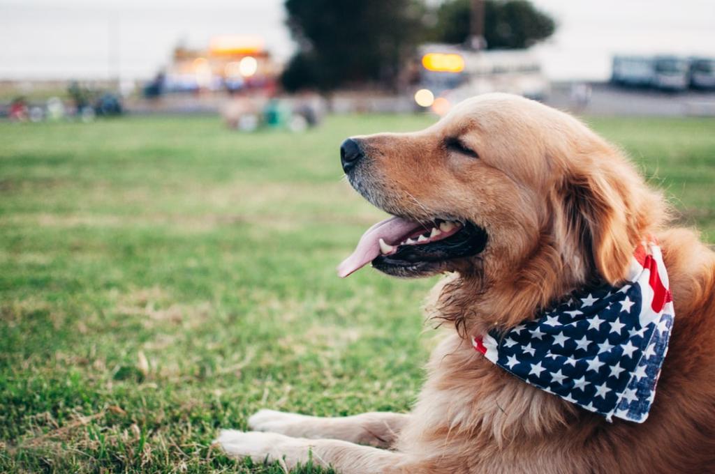 This #July4th we want to see the fun festivities with your #PawruPets! Don't forget to tweet us your photos using #PawruPet for a chance to be featured on our social channels.