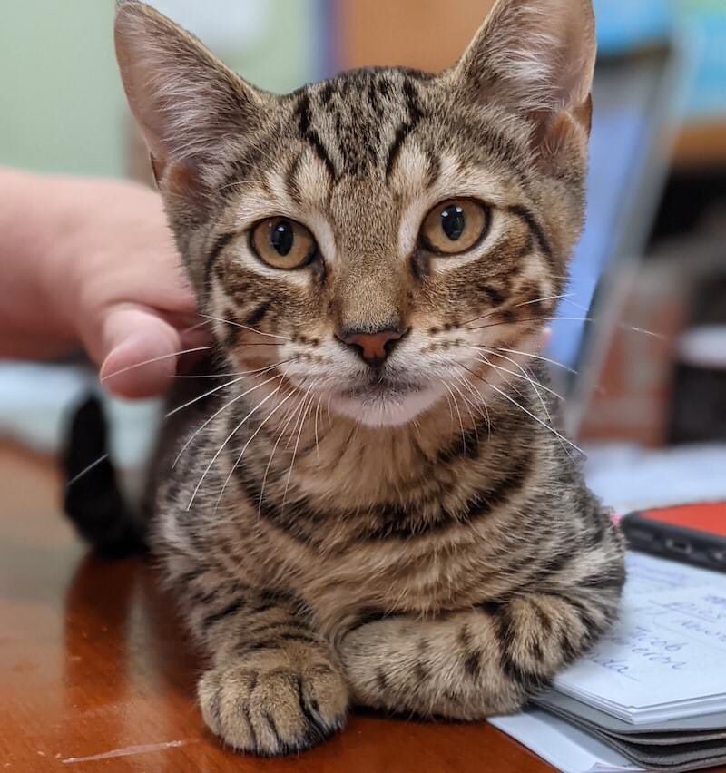 TIGGER is an adorable 3 month old boy who loves to be petted, snuggled and made a fuss over. Just $125 includes spay or neuter, a rabies and distemper vaccine, flea meds, de-wormer and a microchip! Please submit an application and get pre-approved at pawsct.org/cats
