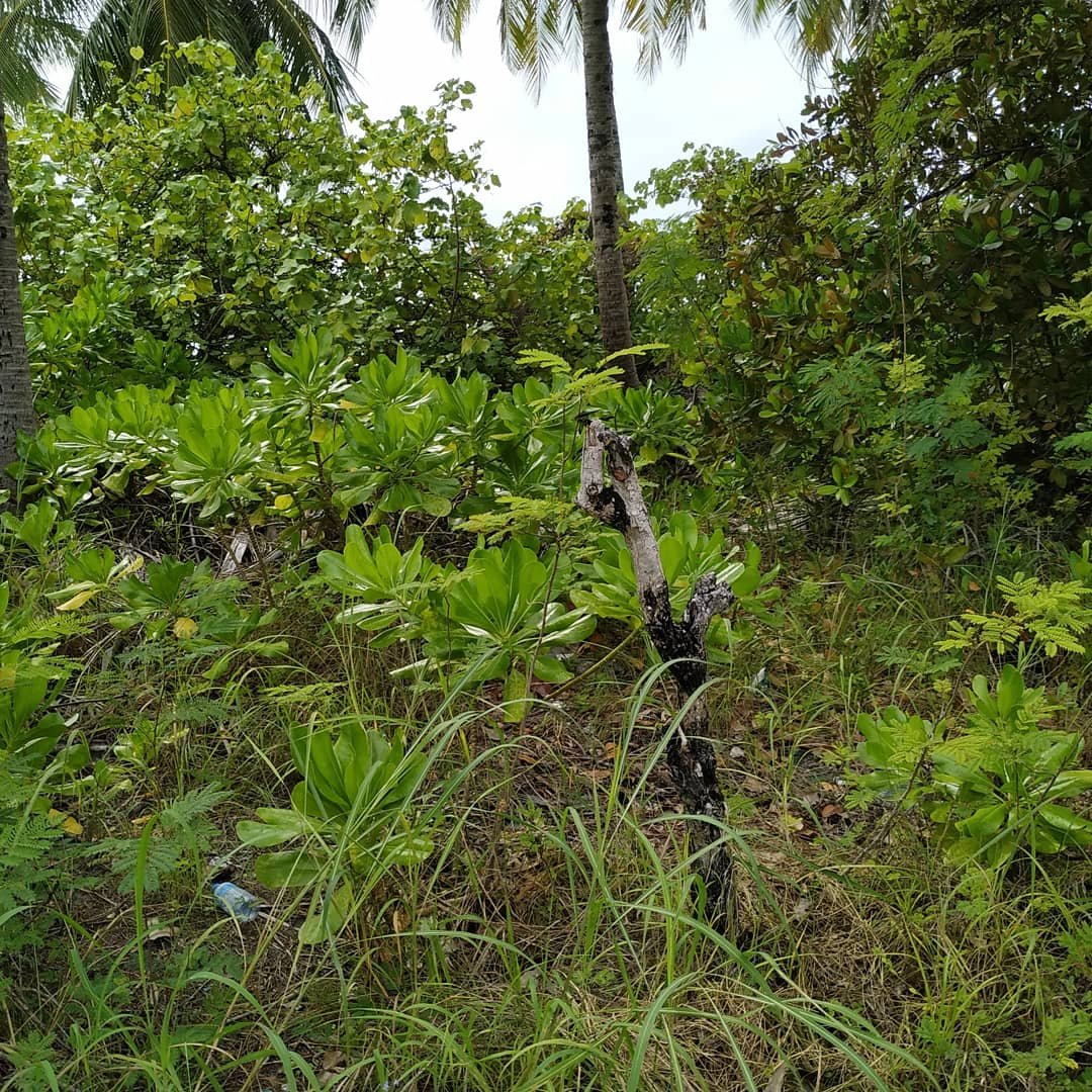 veshisaafu's tweet photo. Working together, people can change the natural world for the better; everyone has a part to play. #savetheearth🌎 #savetrees🌴 #savetheearth #veshisaafu #climateisreal #climatechange #doyourshare #keepclean https://t.co/ZtQmO5lMJs