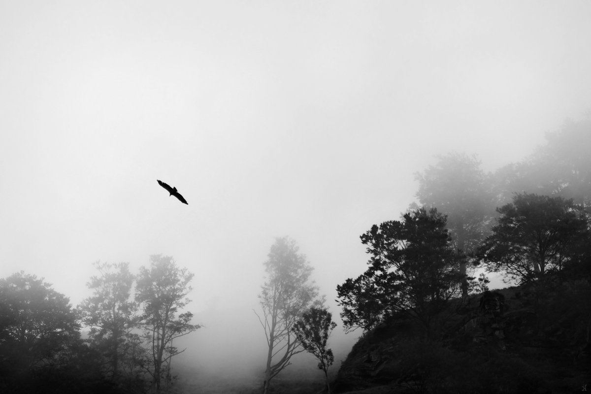 _Ka_Bell_'s tweet photo. #photography  #photo #blackandwhite #bnwphotography #BNW #blackandwhitephotography #monochromephotography © https://t.co/D1BgfEpPrg https://t.co/Fgkwm9tTpk