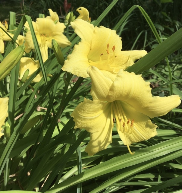 retroRechercher's tweet photo. Lilies in our yard #FlowerReport #Flowers https://t.co/hW2Vg4OFRl