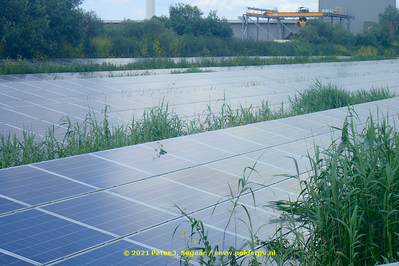 Ook al is het heel erg prettig voor nóg meer #biodiversiteit, ik zou de eigenaar van dit fraaie #zonnepark-je toch adviseren om de maaiboer te bellen ... (Gelderland)