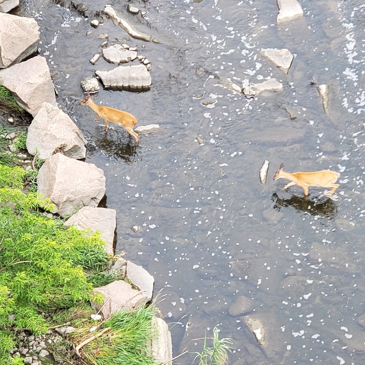 Deer going for a summer dip in Highland Creek! 😎😎😎 #HighlandCreek #MorningsidePark #Ward24 #Scarborough #Wildlife #Deer