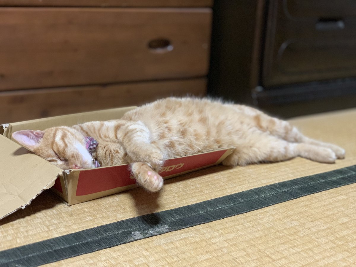 まろにゃん S Tweet ボロは着てても心は錦 猫大好き イエモン大好き Honaloochieboogie モノタロウのダンボール ボロボロ 茶トラ 爆睡 おやすみなさい Trendsmap