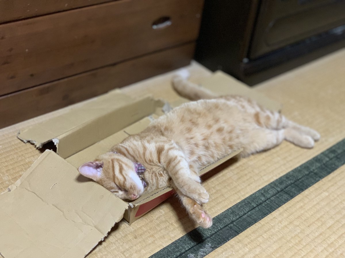 まろにゃん S Tweet ボロは着てても心は錦 猫大好き イエモン大好き Honaloochieboogie モノタロウのダンボール ボロボロ 茶トラ 爆睡 おやすみなさい Trendsmap