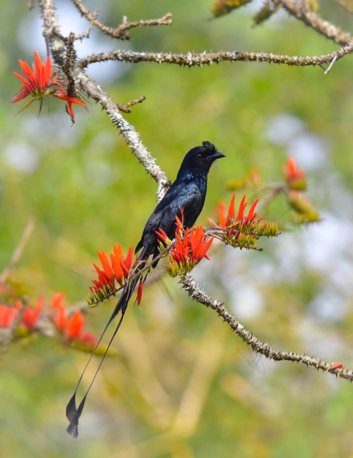 Mr & Mrs Sunbird 
2020,Nikon Gears 
#NaturePhotography
#BirdsSeenIn2021
#beauty
#wildindiaecotours #birds #birdphotography #birdwatching #wildlifephotography #twitternaturecommunity #IndiAves #Luv4Wilds @Avibase