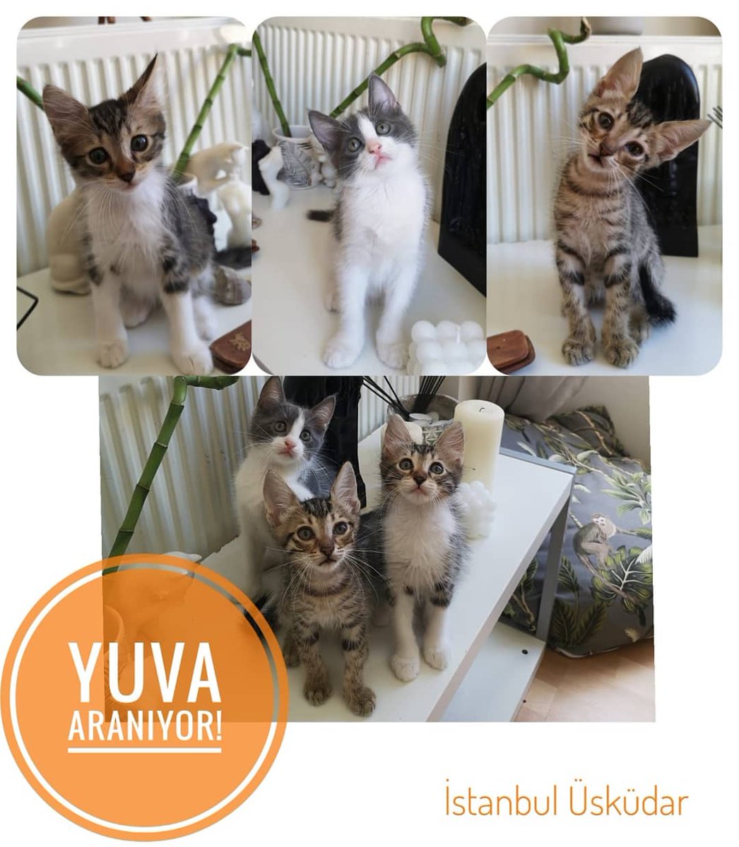 Cansubulutc's tweet photo. 3 yavru kaldı. 6 yavruyu sizin sayenizde yuvaladım. Bu 3 bebek için de desteklerinizi bekliyorum 💜 @Orlandoxal @SunaYildizoglu @TekinDeniz_ https://t.co/gevjV4qr5s