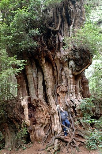 Wonderful...big size trees