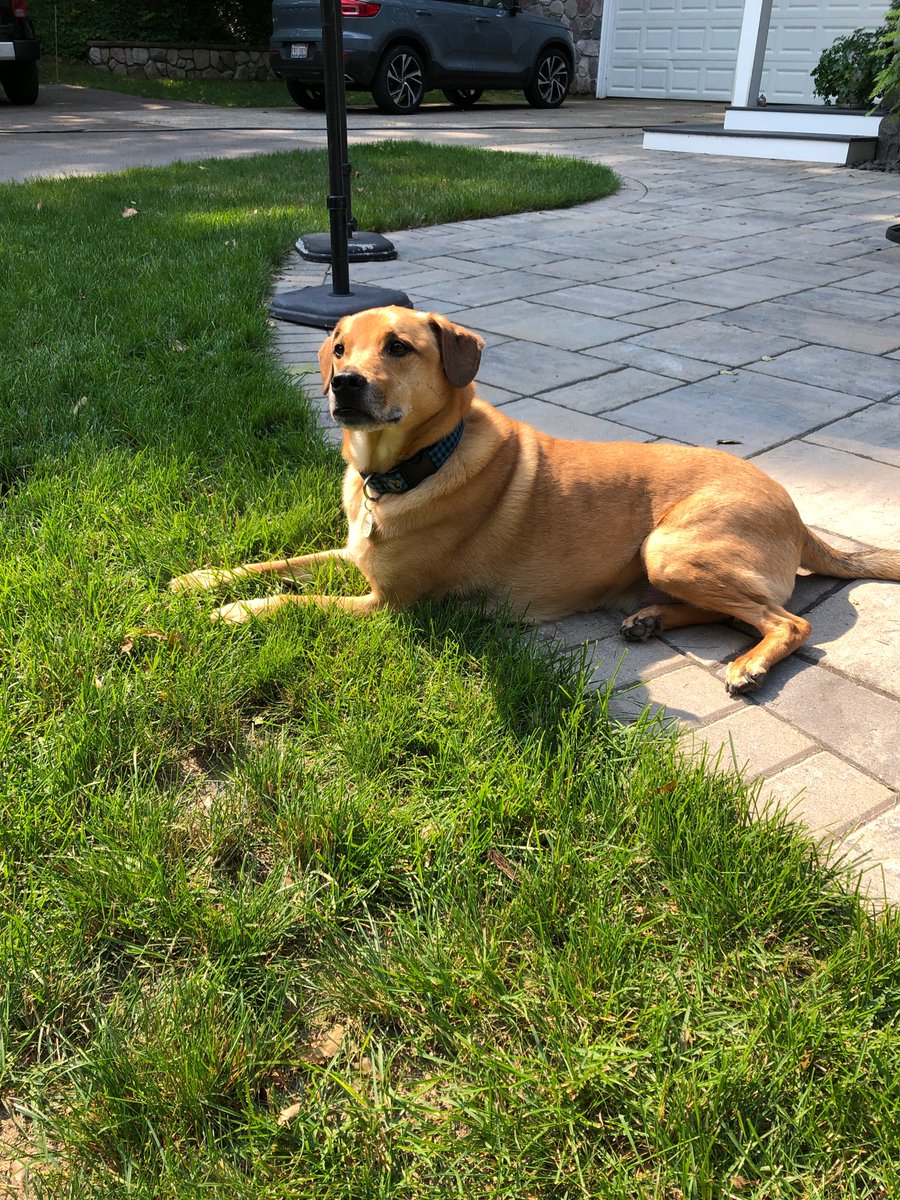 Happy Fourth! We will be closed today to celebrate but will be back at it tomorrow. Enjoy you time with your loved ones and this beautiful weather! (Pic is from last year. Swipe left to see Hobbes’ current state)