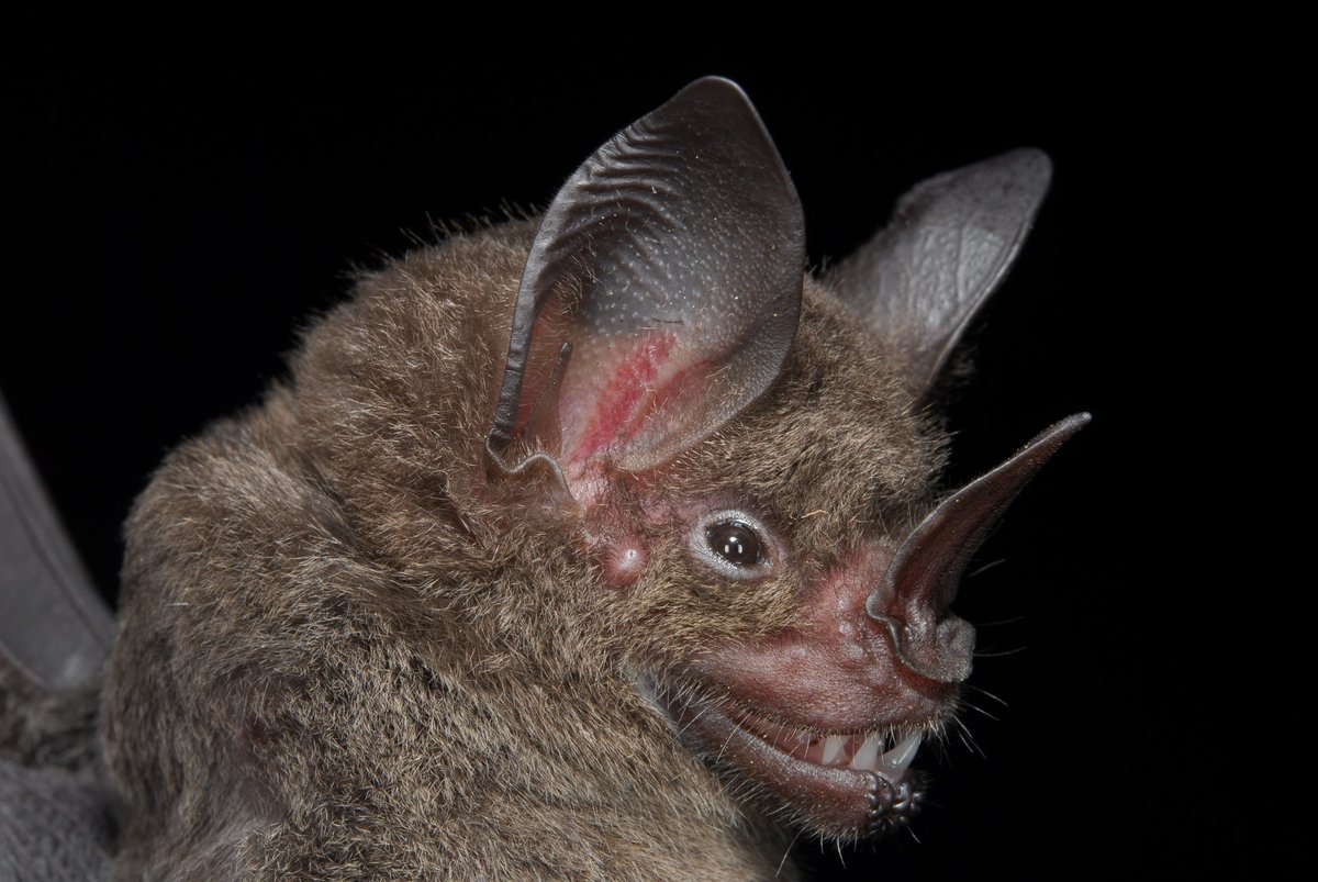 burtonlim's tweet photo. #OpwallGuyana 2012.8.10 - Sandstone - Phyllostomus elongatus, lesser spear-nosed bat is another omnivore that eats small vertebrates, fruit, insects, and nectar - #ROMinthefield - looks like it will be 2 years before we get back to the rainforest of Iwokrama https://t.co/nxOiu4hnVM