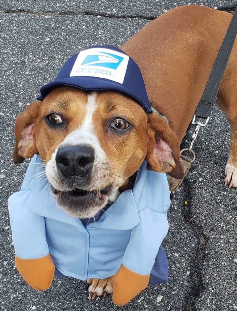 PeekaandBooBagle (@peekaboobagle) on Twitter photo 